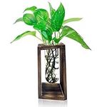 Plant Terrarium Transparent Desktop