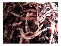 Wormcity 1000g (1Kg) of Medium Dendrobaenas, Includes Caring For Your Worms Leaflet.