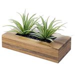 9GreenBox Indoor Plants