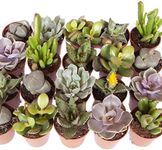 YouGarden Indoor Succulents Plant Collection, Six Established Plants in 5.5cm Pots, Houseplants for Homes and Offices, Indoor Plants Real in Pots, Potted Air Plants for Purifying Air