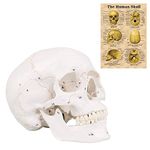 MIIRR Life Size Skull Model, Labeled Numbered Skull Model, 3 Parts, Medical Quality, Removable Human Adult Skull Anatomical Model, for Medical Teaching Learning, Medical Students, human skull model