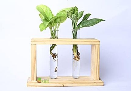 Pot's & Plant's Test Two Tube Flower Bud Vase Tabletop Glass Terrarium Wooden Stand | Perfect for Propagating Hydroponic Plants | Home Garden Office Decoration