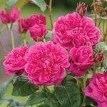 Green Paradise® Live Red Scented Climbing Rose Plant
