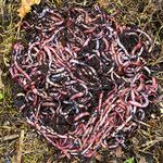 1 kg of Compost Worms (2000 u.) | Live Eisenia earthworms, compost your organic waste - For worm farm/wormery/composter/garden