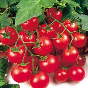 Suttons Tomato Seeds - Gardener's Delight, Tomato Seeds, Lycopersicon esculentum, 50 Seeds per Pack, Grow Your own, Ideal for beds and Borders, containers, Greenhouse.