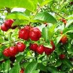 Green Paradise® Live Barbadose Cherry Plant Suitable For Bonsai