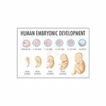 Anne Print Solutions® Human embryonic development Posters For Hospital Posters | Nursing Home Posters | Clinic Posters Pack Of 1 Pcs Size 13 Inch X 19 Inch* Multicolor