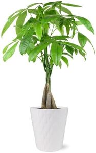 Plants & Blooms Shop PB408 Money Tree, 5", White Pot, Indoor Live Plant Decoration, Live Plant Gift