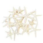 Swity Home 12 Pcs Starfish Mixed White Starfish Natural Ocean Beach Seashells Starfish Assorted Size Wedding Sea Shell Craft Perfect for Home Wall Decor Beach Theme Party DIY Crafts Fish Tank