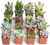 Shop Succulents Unique Succulent Pl