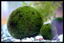 Marimo moss Balls - Healthy Fluffy Green Java Moss Balls Aquarium X 5