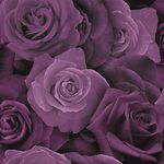 Austin Rose Purple 675601