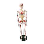 33" Human Skeleton Model Painted and Numbered Muscle Insertion and Origin Points for Study and Reference Children