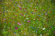 100% Seeds Dwarf Wild Flower Meadow Seeds Pure Flower Pure Flower NO Grass NO FILLERS NO Sands (20 to 60cm) UK (200 Square Meter)
