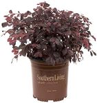 Purple Diamond Loropetalum (2.5 Qua