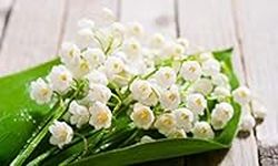 Lily of The Valley Bulbs,10 Pack Prolificans Pips,Large and Plump Hardy Perennial Bare Root Plant,Fragrant White Blooms,Home Garden Flower Decoration