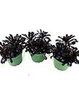 JM BAMBOO Black Rose Aeonium Plants