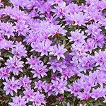 Rhododendron Blue Tit Evergreen Bushy Blue Flowering Dwarf Garden Shrub (20-30cm (Incl. Pot))