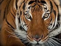 National Geographic Photo Ark - Malayan Tiger 1000 Piece Jigsaw Puzzle - Joel Sartore
