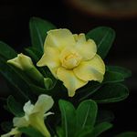 Shiatoshi Adenium Pure Sun SH-116 (Yellow & White) Desert Rose Live Plant