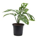 Swiss Cheese Money Plant, Monstera obliqua Plant By Veryhom