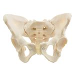 HeineScientific Female Skeletal Pelvic Model