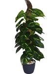 Fourwalls Beautiful Artificial PVC Silk Plant with Big Leaves and Without Pot for Home and Office Décor (110 cm Tall, Green)