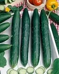Burpless #26 Hybrid Cucumber Seeds 