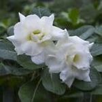 Rare White Adenium Double Petals Desert Rose Flower Live Plant