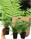 3 Large Male Fern Garden Ready Plants - Deciduous with Lance-Shaped Fonds. Perfect Shrub for Outdoor Rockery or Cottage Garden, Container Planting or Indoor Houseplant. 1ltr Rootball, 30-40cm Tall