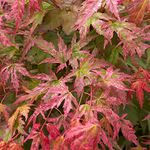 Acer palmatum 'Phoenix' | Japanese Maple Deciduous Potted Trees for Small Gardens | Premium Bushy Plant Shrub Tree in Pot (20-40cm (Incl. Pot))