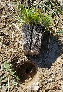 Zoysia Plu