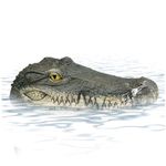 BEAHING Duck Deterrents For Pools, Pond Floating Alligator Head Outdoor Pools Duck Deterrents Float Fake Gator Head Crocodile Head for Koi Pools Decor, Alligator Head