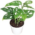 Monstera Adansonii Swiss Cheese Plant| 4 inch | Tropical Ambiance