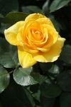 Gebdinsh Garden® Imported Rose Yellow Color Flower Seeds For Gardening | Pack Of 50 to 60 Seeds