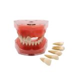 Standard Dental Demonstration, YOUYA DENTAL Teeth Model Teaching Model Study Tool Soft Gums Teaching Dental Mode with 28 Removable Teeth