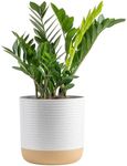 Costa Farms ZZ Plant, Live Indoor Houseplant in Modern Decor Planter, Natural Air Purifier in Potting Soil, Gift for Plant Lovers, Birthday Gift, Tabletop Living Room Decor, Desk Decor, 22-Inches Tall