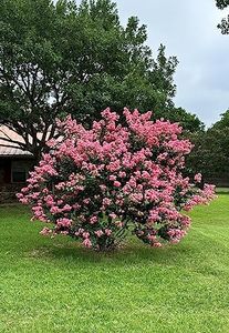 4 Pack - Semi Dwarf Hopi Crape Myrtle Trees - Pink Flowering - Grown in Quart Containers