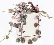 Rare Variegated String of Hearts (6 inch + White Minimalist Pot with Saucer) - Ceropegia woodii - Heart Shaped Succulent - Indoor Succulent Plants