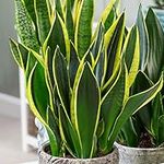 Sansevieria Golden Flame - Snake Plant | Potted Indoor Plant | 30-40cm with Pot