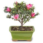 Brussel's Bonsai Live Satsuki Azalea Outdoor Bonsai Tree-5 Years Old 6" to 8" Tall with Decorative Container, Small,