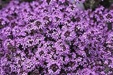 Creeping Thyme - 2000 Seeds - Cascade Purple Perennial Flower - Ground Cover Flowers - Non-GMO Canadian Seed Company Deer Resistant