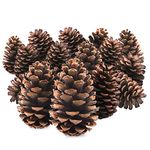 TRIXES 15PC Pine Cones - Tree Decorations - Christmas Wreath Garland Making Supplies - Pot Pourri - 12cm Size - Pinecone Craft Accessories -Colour Natural Brown