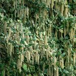 Garrya elliptica (Silk-Tassel Bush) - Evergreen Hardy Shrub for Small Gardens - Winter Catkins, Low Maintenance - Ideal for Walls, Hedges or Specimen – 1x 3.5 Litre Potted Plant by Thompson & Morgan