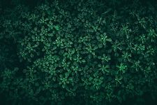 Queence Kitchen Splash Guard Green Leaves 60 x 40 x 0.3 cm Kitchen Back Wall Aluminium DiBond Tile Protection for Stove and Sink Kitchen Tiles Backsplash Back Panel