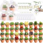 AIXIANG 36 Styles Succulent Candles Cactus Candles Tea Lights Candles Baby Shower Favors for Guests + 36 Terracotta Pot Succulent Party Favors +50 Bags +50 Thanks Tags Baby Shower Candle Favors