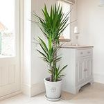 You Garden - Yucca elephantipes House Plants with 3 Stems, 1.2m Tall, in 24cm Pot - Air Purifying Plant Yucca Indoor Plants in Pot - Floor Plant for Home and Office - Large Plants for Indoors