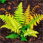 Fern Hardy Dryopteris Jurassic Gold X 3 Plug Plants