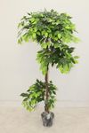 Home Bloom 6FT Artificial Ficus Tree with Plastic Nursery Pot, Tall Faux Plants Indoor with Natural Trunk and Fake Silk Tree for Home & Office Living Room, Indoor & Outdoor