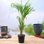 Areca palm tree live plant,live plant for areca palm tree (Pack of 1)